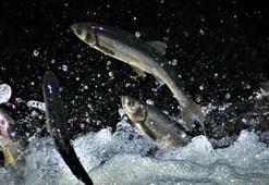 İnci kefalinin Deliçay'daki zorlu göçünü yüzlerce kişi izledi