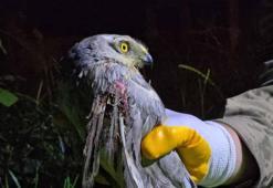 Nesli tehlike altındaki bozkır delicesi yaralı bulundu