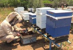 Osmaniyeli arıcılardan küresel iklim değişikliğine karşı teknolojik önlem