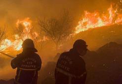 Prof. Dr. Semenderoğlu: Orman yangınlarına karşı kızılçamların arasına servi dikilebilir