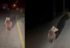 Köy yolunda koşan ayı kamerada