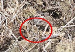 Vaşak ve yavruları görüntülendi