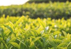 2025 yılı yaş çay alım fiyatı 25,44 lira olarak belirlendi