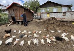 Başıboş köpekler, bahçedeki tavuk ve ördekleri öldürdü