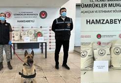 Hamzabeyli'de 50 kilo uyuşturucuyu ‘Bodri’ buldu