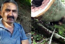Üzerine ağaç devrilen kesim işçisi öldü