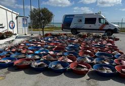 Arnavutköy'de kaçak avlanan 900 kalkan balığına el konuldu