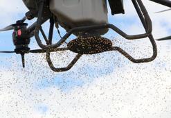 Dronla çeltik ekiyorlar