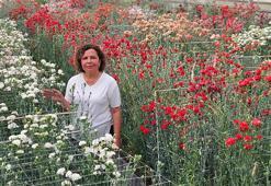 Karanfilde fusarium hastalığına karşı yerli tür