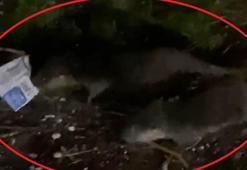 ‘Su samurları çöpte yiyecek arıyor, suyu kirletmeyin’