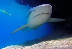 Güney Avustralya'da köpek balığı saldırısı