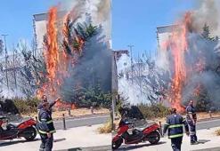 Beşiktaş'ta ağaçlık alanda yangın