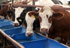 Antalya'da kurban pazarlarında hareketlilik