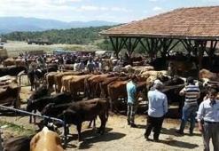 Tosya'da 'şap' karantinası