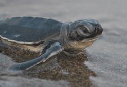 760 bin 424 yavru deniz kaplumbağası denizle buluştu