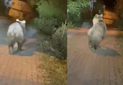 Bartın'da yola inen bozayı görüntülendi