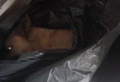 Barınakta hayvanların uyutulduğu iddialarına hayvanseverlerden tepki