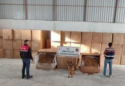 İzmir'de 6 ton kaçak tütün ele geçirildi