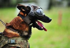 TSK'nın 'kahraman köpekleri', 2 yıl boyunca 8 farklı branşta eğitiliyor