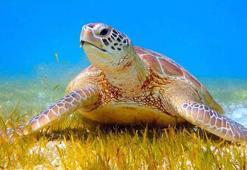 Kaplumbağalar için müzik yasağı