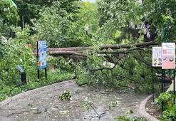 ABD’de fırtına: 5 kişi hayatını kaybetti