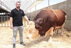 1,5 tonluk 4 yaşındaki kurbanlık 'Poyraz', alıcısını bekliyor