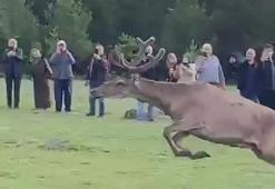 Koruma altındaki kızılgeyikler Ordu’da doğaya salındı