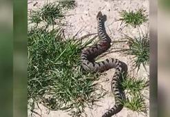Bursa'da Kafkas burunlu engerek yılanı görüldü