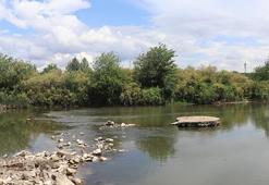 Dicle Nehri’nde balık ölümleri; profesörden ‘can suyu’ uyarısı