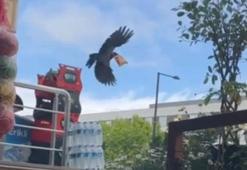 Market önündeki cipsi alan kargaya esnaftan uyarı: 'Çok acılı alma yakar'