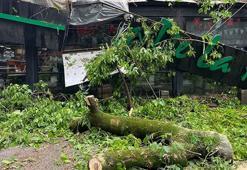Çınar ağacı kafenin üzerine devrildi