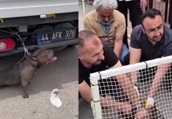 Malatya'da pitbull cinsi köpeğin saldırısına uğrayan kadın yaralandı