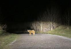Nemrut’ta kış uykusundan uyanan ayılar bu yıl ilk kez görüntülendi