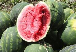 Adana’da sezonun ilk karpuz hasadı başladı; tarlada kilosu 7 TL