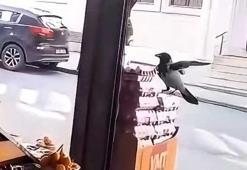 Sultangazi'de karganın marketin önündeki yumurtayı aldığı anlar kamerada