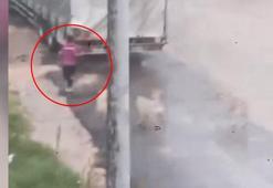 Başıboş köpeklerin çocuğu kovaladığı anlar kamerada