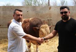 Şampiyon boğa 'Poyraz', 540 bin TL'ye alıcısını buldu