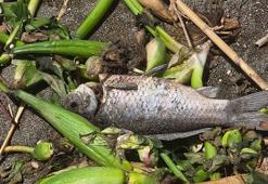 Asi Nehri’nde ölen balıklar sürüklendikleri Akdeniz'de sahile vurdu