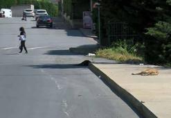 Avcılar'da köpeklerin saldırısından sürücülerin kornası sayesinde kurtuldu