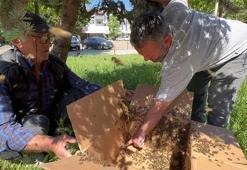 Arılar çam ağacına oğul yaptı