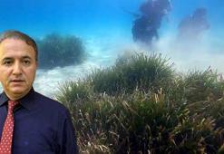 Prof. Dr. Tecer: Deniz çayırında, bazı türler yok olma tehlikesiyle karşı karşıya