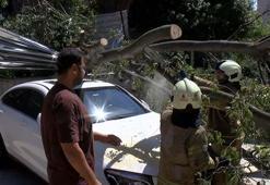 Kadıköy’de inşaat alanındaki ağaç otomobilin üstüne devrildi