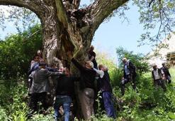 'İmam Ağacı' olarak bilinen ceviz ağacı 350 yaşında