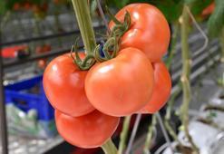Düşük enerjili seradan Avrupa'ya 'sıfır pestisitli' domates