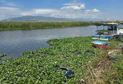 Asi Nehri’nde kirlilik ve su sümbülleri, toplu balık ölümlerine neden oldu