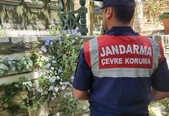 Tüylü çan çiçeğini koparmanın cezası 577 bin TL