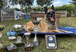 Afetlerde görev alıp, sayısız yaşamın kurtarılmasına yardımcı oldu… Kahraman köpek ‘Bob’ öldü