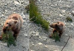 Yavru bozayı sahile indi, vatandaşlar izlemeye gitti