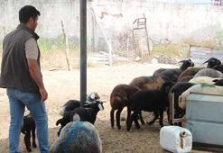 77 küçükbaş zehirlenerek öldü