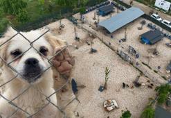 Sokağa terk edilmiş hayvanlara, 'Emekli Hayvan Çiftliği’nde' müzikli terapi